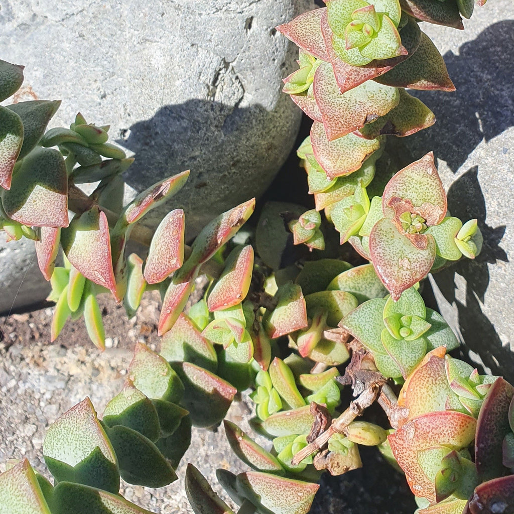 Crassula Perforata | String of Buttons