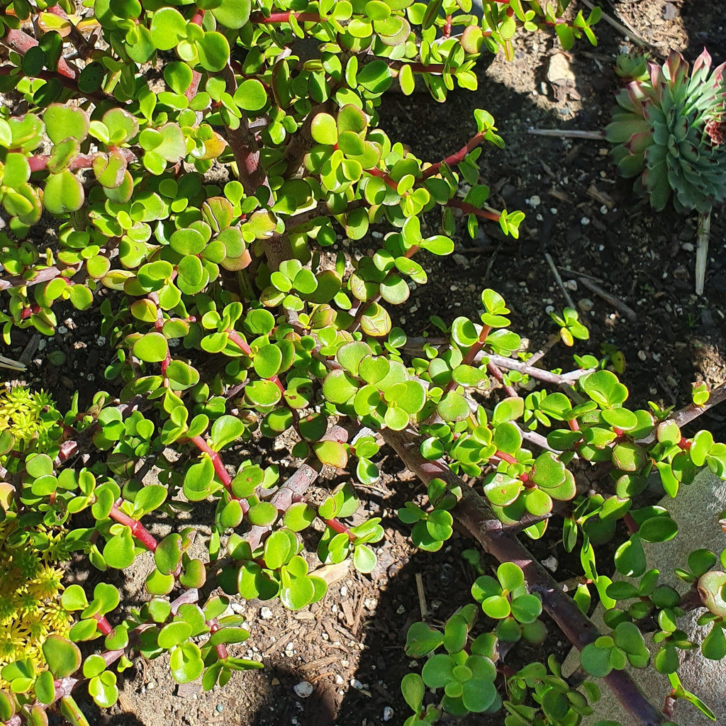 Portulacaria Afra | Elephant Bush