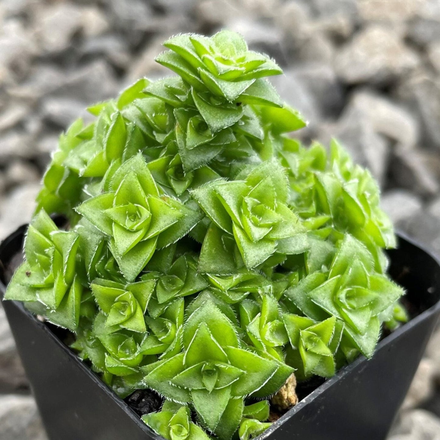 Crassula socialis | Ring Plant