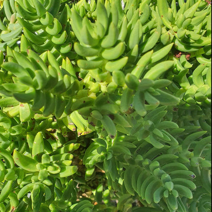 Crassula Tetragona | Miniature Pine Tree