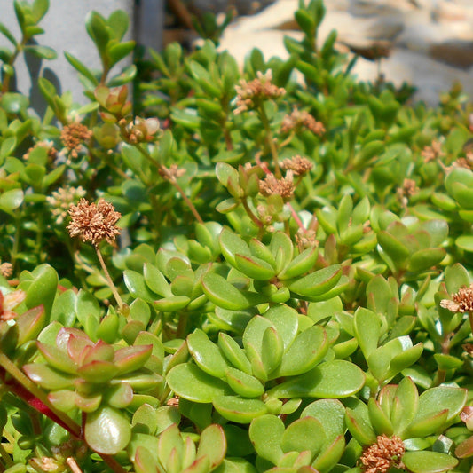 Crassula Pubescens Subsp. Radicans