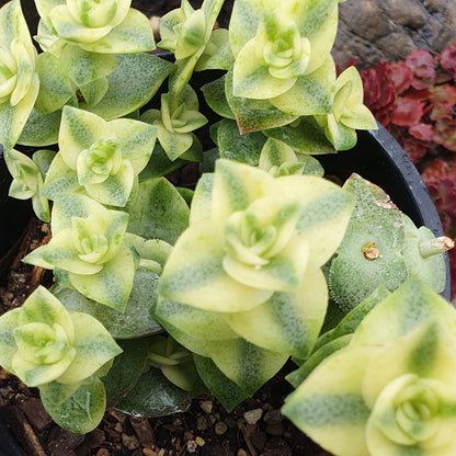 Crassula Perforata Variegata