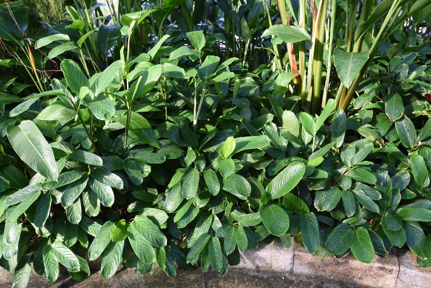 恐龍印花廠<br><i>扁葉草</i>