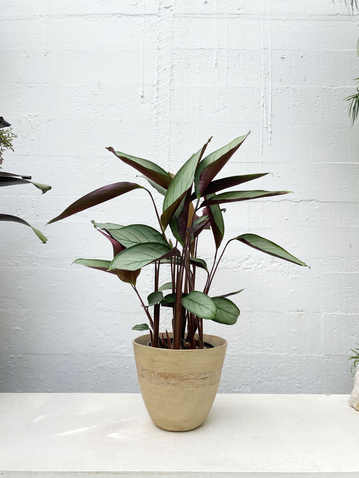 Ctenanthe 'Grey Star'