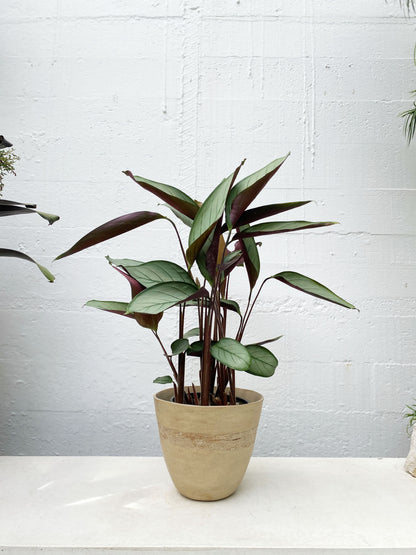 Ctenanthe 'Grey Star'
