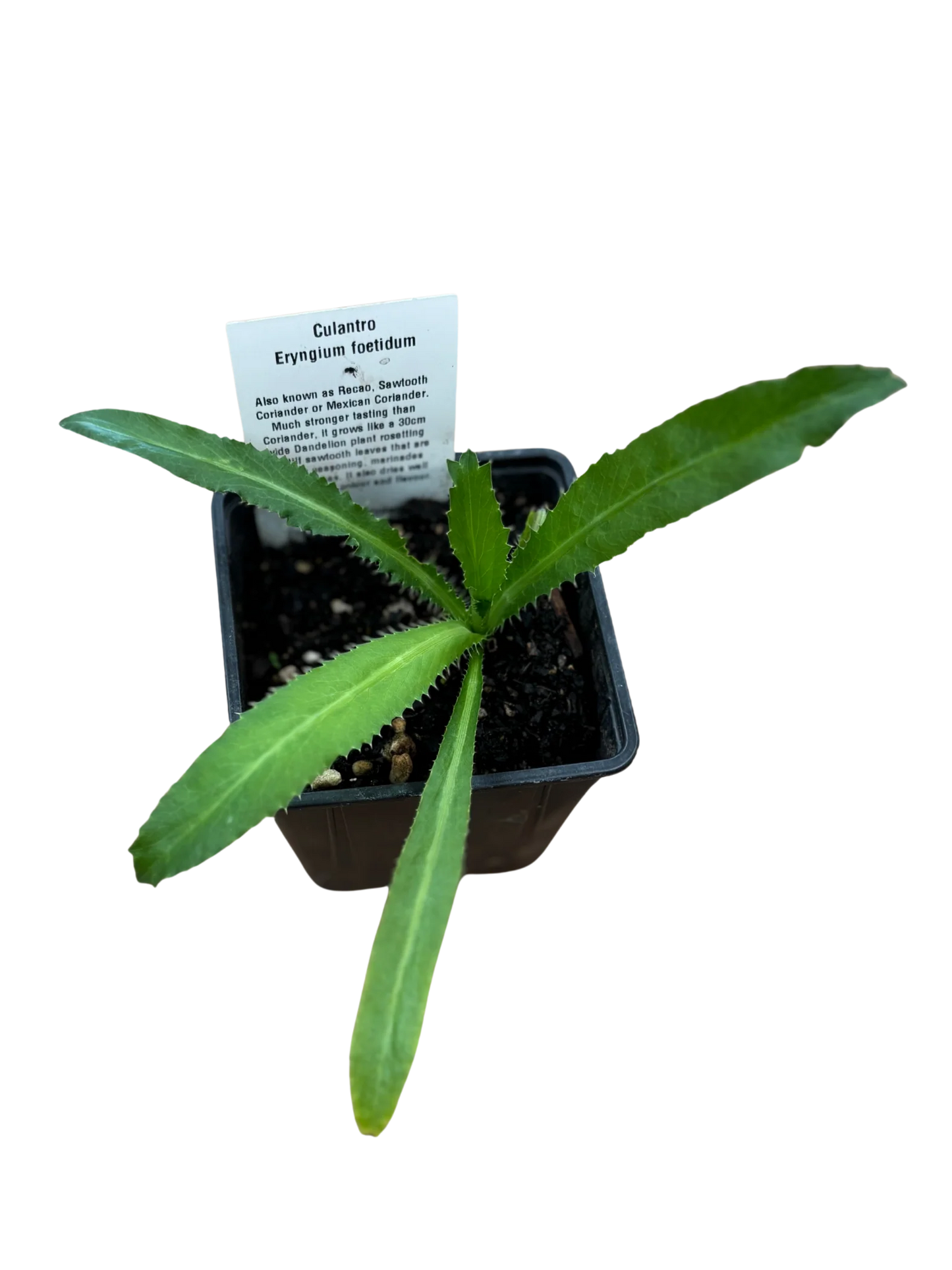 Culantro (Mexican Coriander)