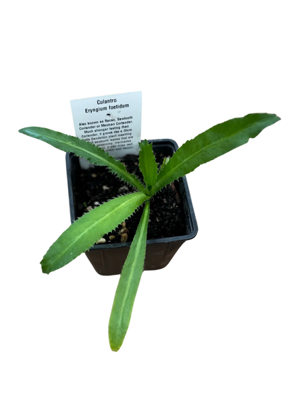 Culantro (Mexican Coriander)