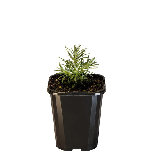 Curry Plant 10cm