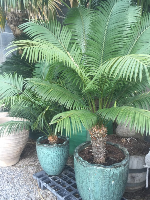 ?!label-Indicative photo