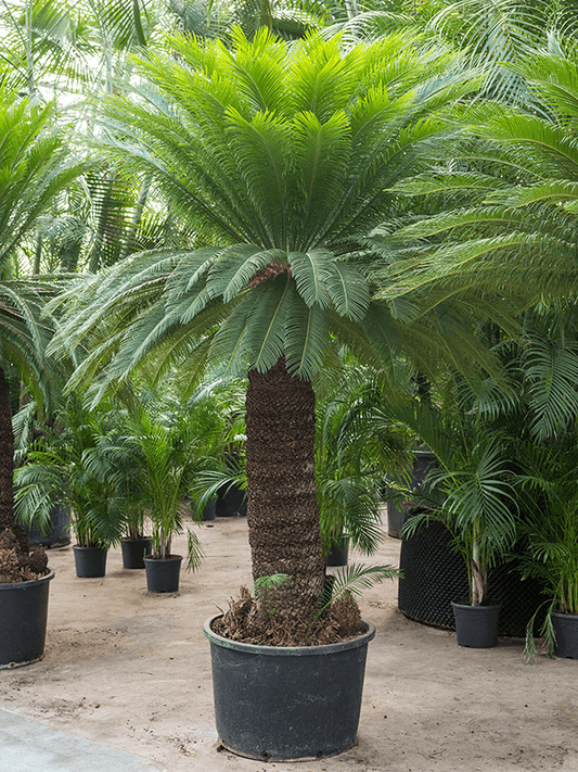 ?!label-Indicative photo