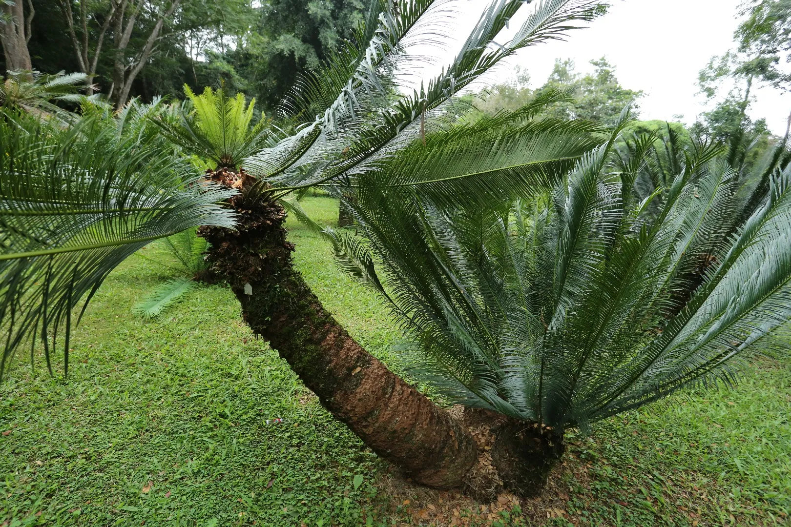 nz palms cycads and subtropical plants Cycas panzhihuaensis – Jungle Story