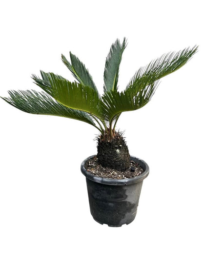 King Sago, Cycad 16ltr