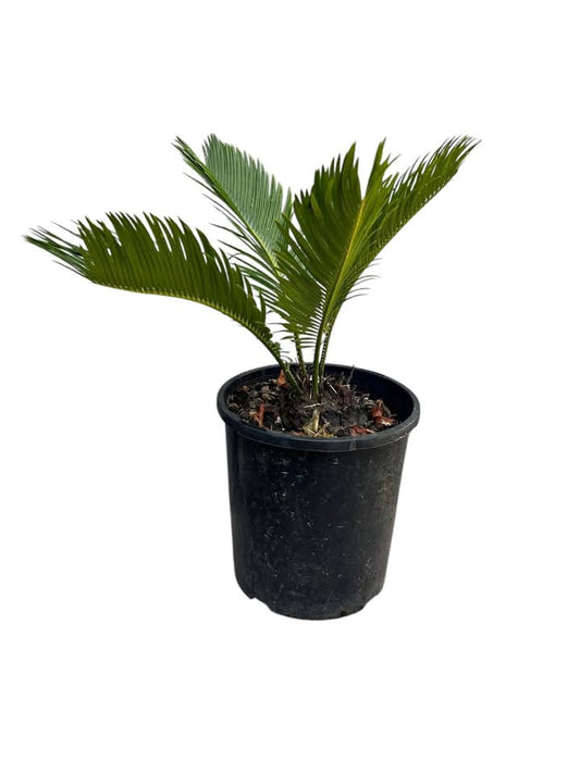 King Sago, Cycad 1.5ltr