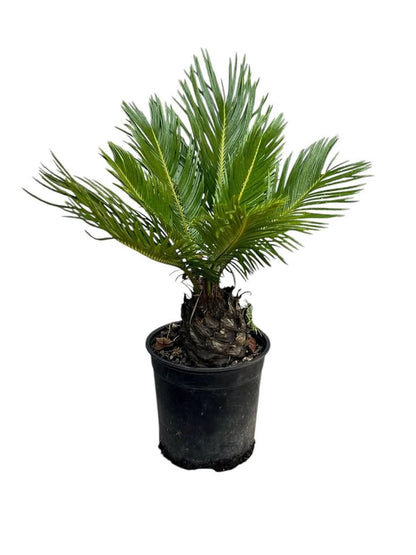 King Sago, Cycad 3ltr