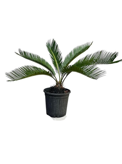 King Sago, Cycad 5ltr