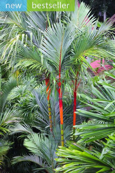 Lipstick Palm / Sealing Wax Palm Seedling