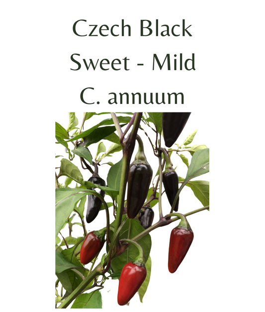 Czech_Black_Chilli_Seeds_10_seeds