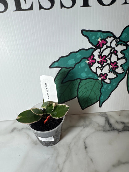 Hoya lacunosa 'Asami' (Outer variegated Hoya lacunosa)