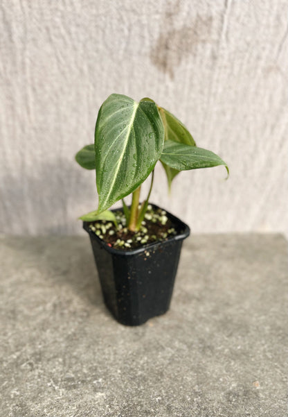 Philodendron Gloriosum White Vein