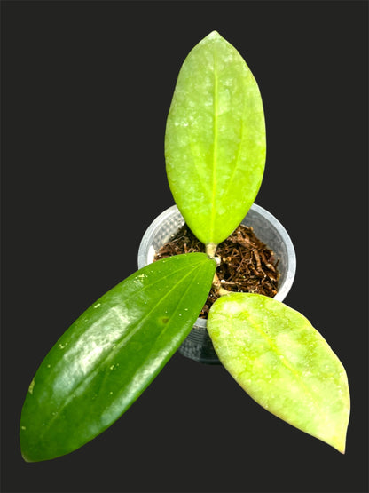 Hoya sp. Laos, Rare