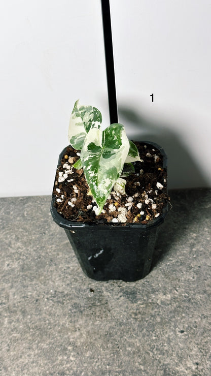 Alocasia Frydek Variegated