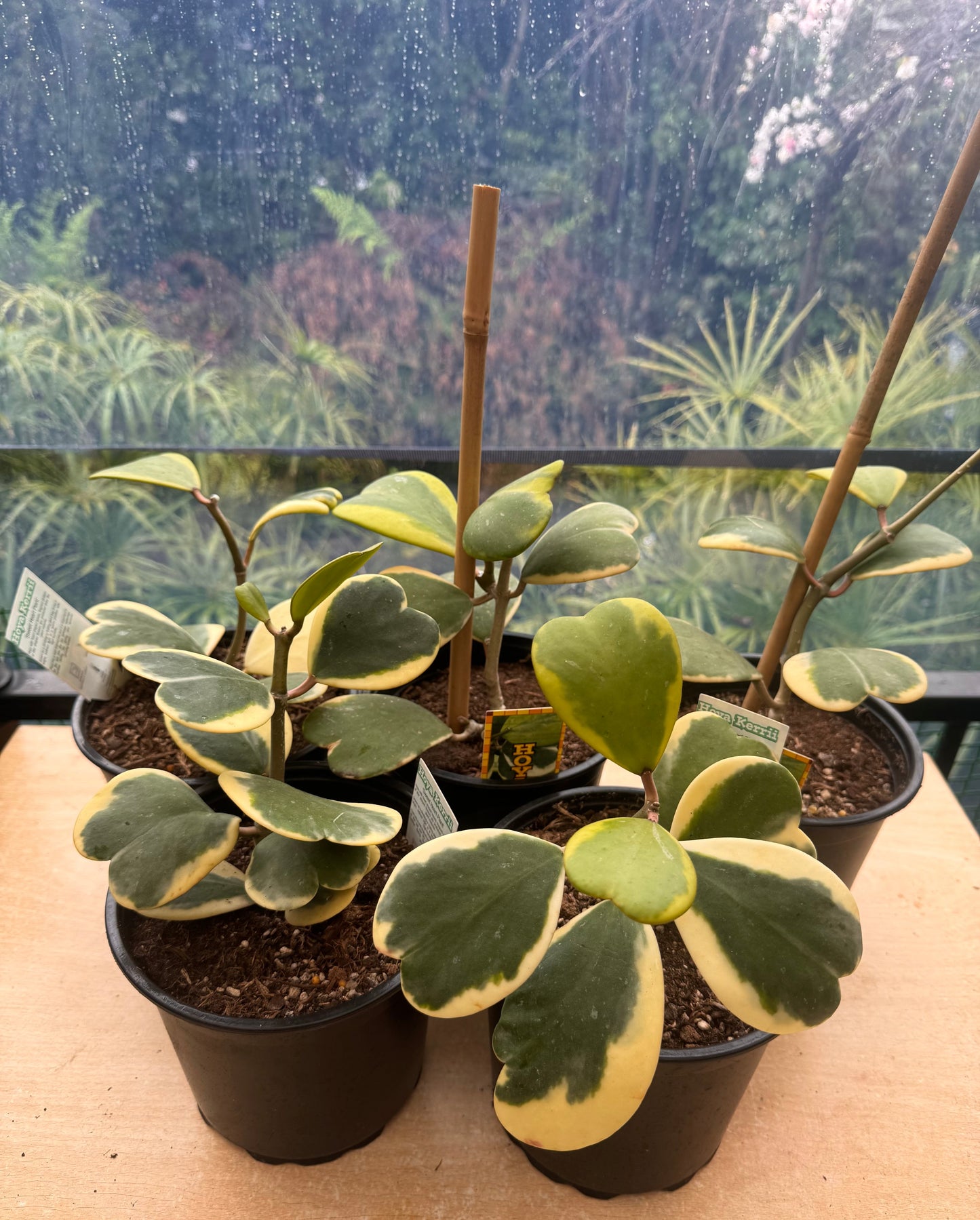 Hoya kerrii (Outer variegated), Full Plant