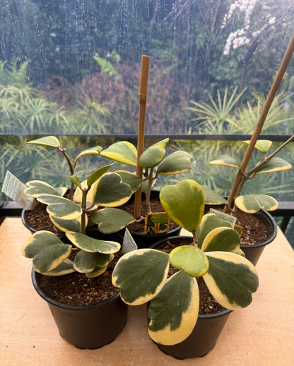 Hoya kerrii (Outer variegated), Full Plant