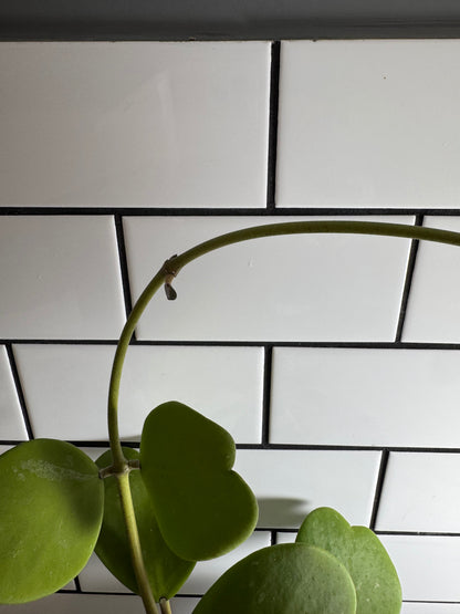 Hoya kerrii (Green form)