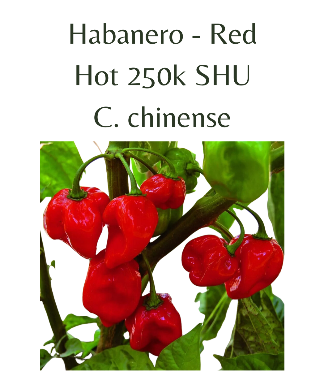 Habanero - Red Chilli Seeds (10 seeds) - Rasmussen Gardens