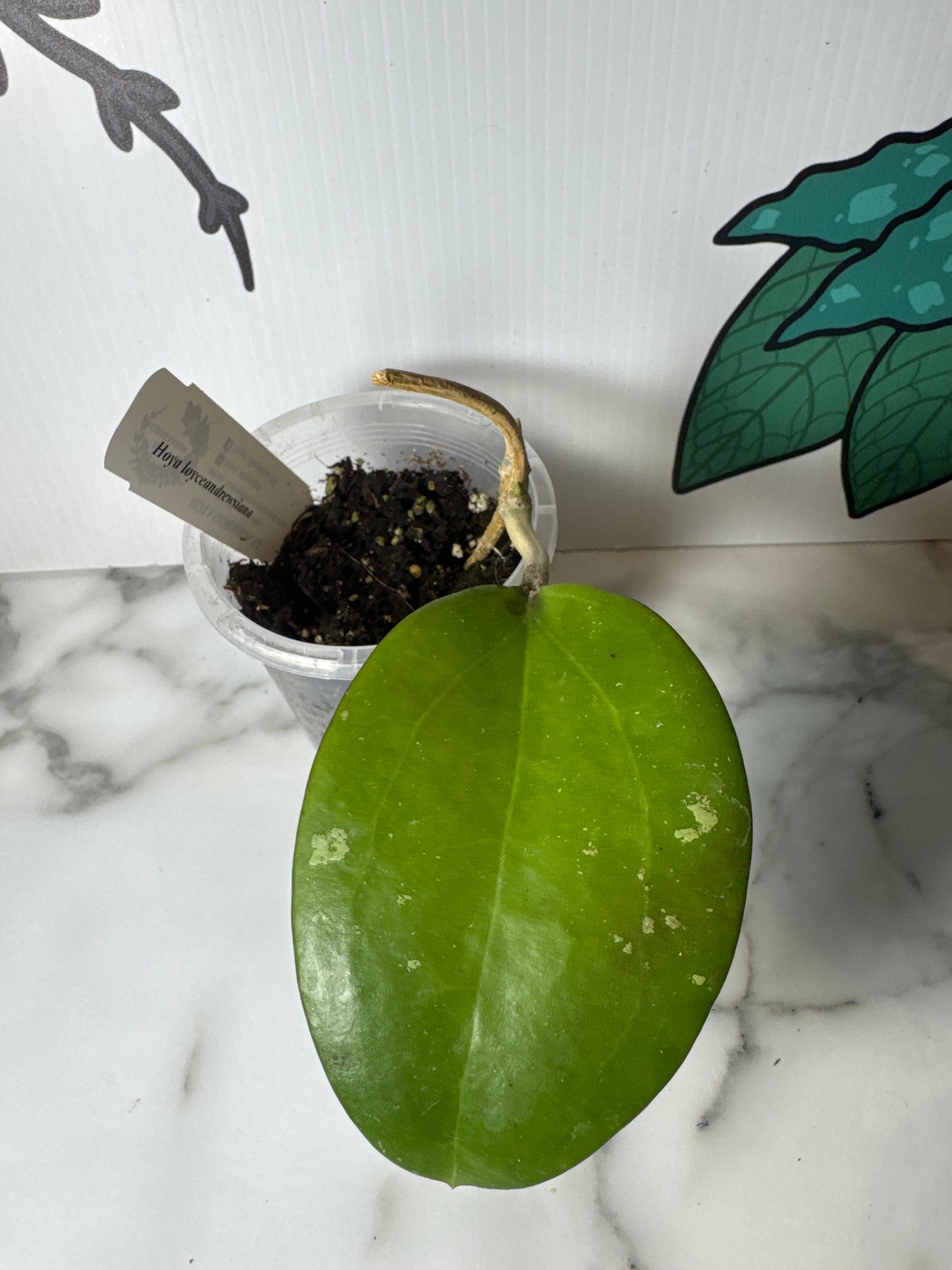 Hoya loyceandrewsiana
