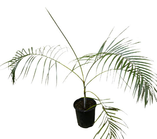 Juvenile potted Dypsis onilahensis palm