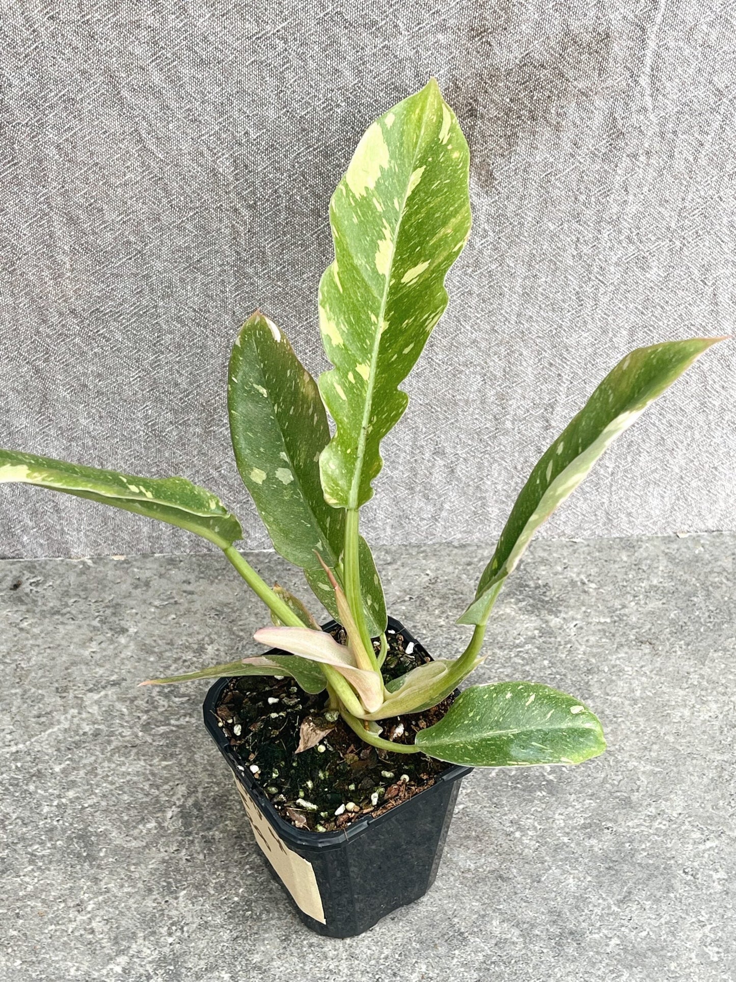 Philodendron Ring of Fire