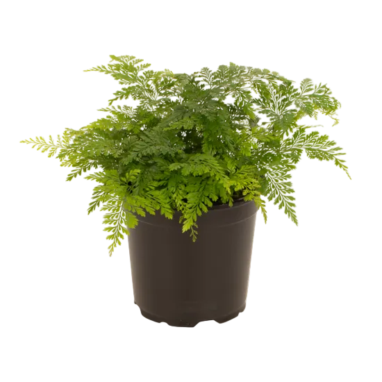 Davallia 'Rabbit's Foot' Fern 12cm