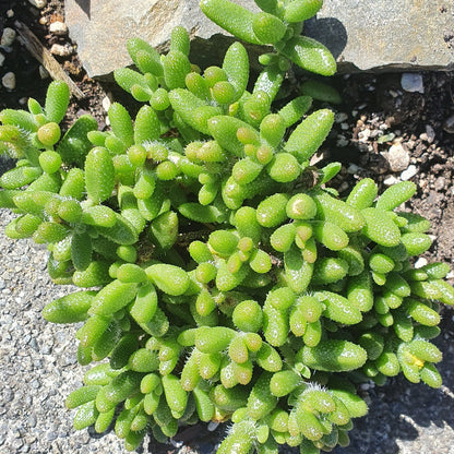 Delosperma Echinatum | Pickle Plant