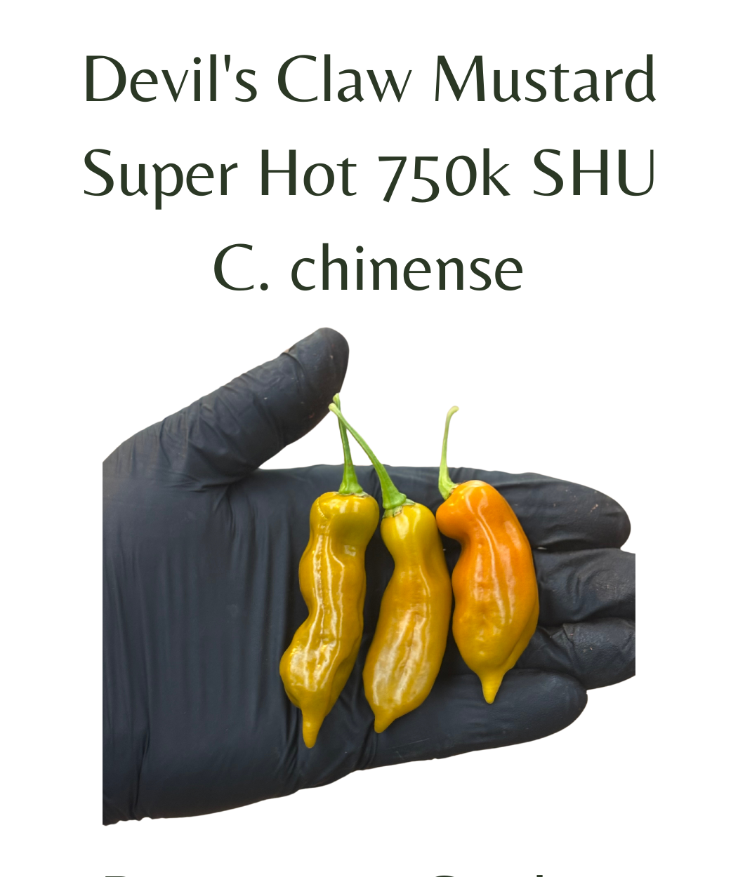 Devils Claw Mustard Chilli Seeds (10 seeds)