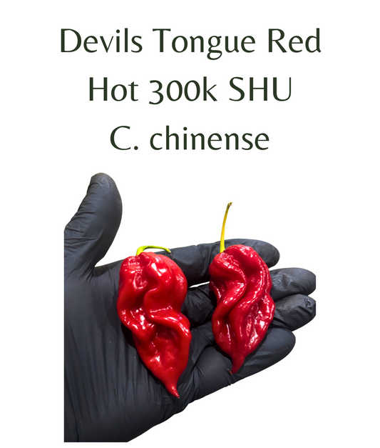 Devils_Tongue_-_Red_Chilli_Seeds_10_seeds