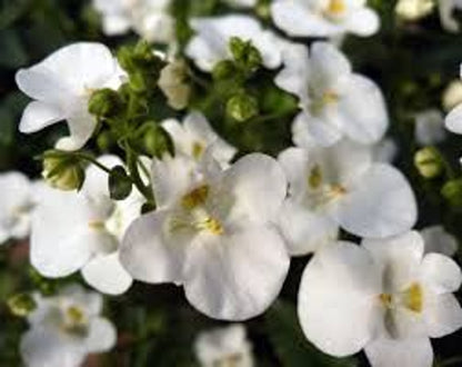?!label-Indicative photo 