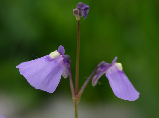 Utricularia dichotoma (Harewood, Christchurch, NZ) - Terrestrial Fairy Aprons Bladderwort