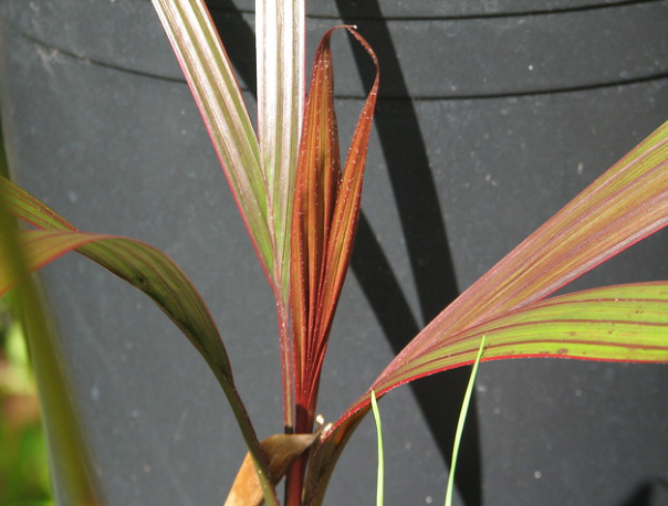 ?!label-Indicative photo