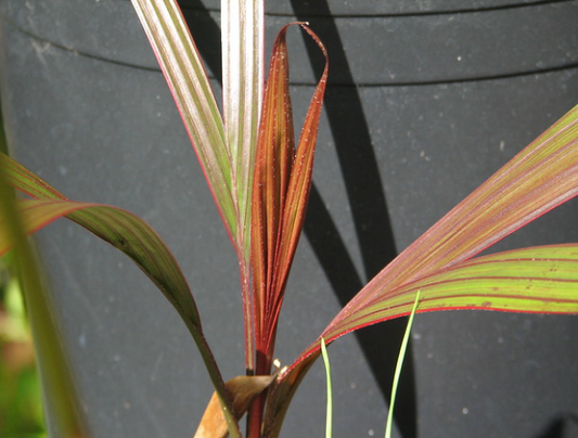 ?!label-Indicative photo