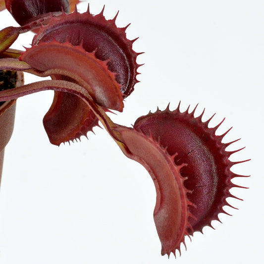 Dionaea muscipula 'Archangel' - Venus Fly Trap