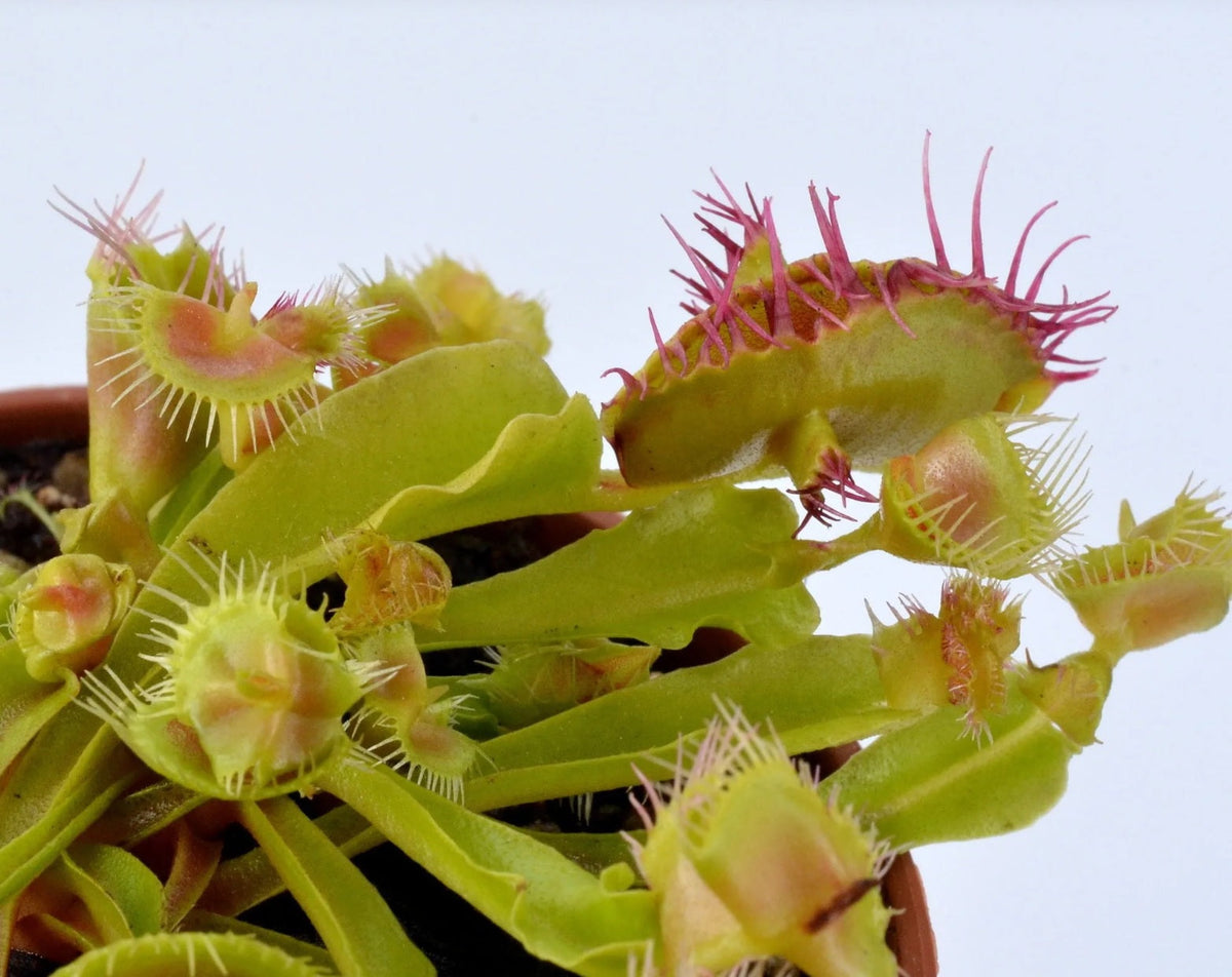 Dionaea muscipula 'Autokrator' - Venus Fly Trap