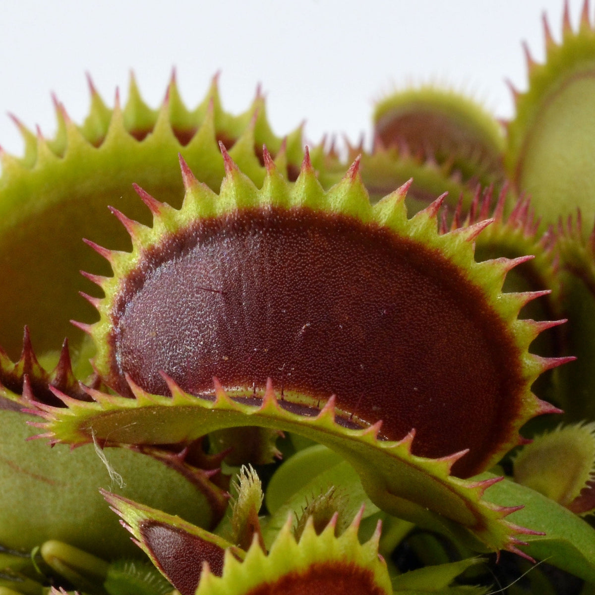 Dionaea muscipula 'Big Dracula' - Venus Fly Trap