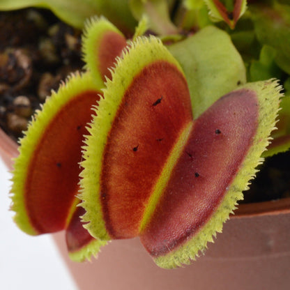 Dionaea muscipula 'Bristle Tooth' - Venus Fly Trap