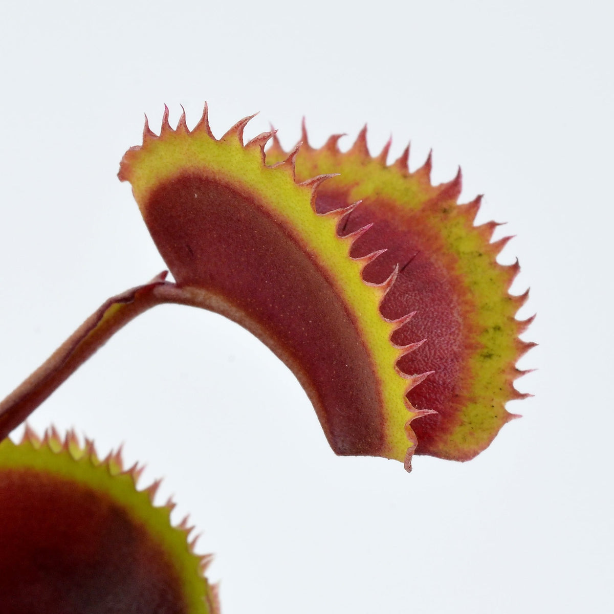 Dionaea muscipula 'Gold Strike' - Venus Fly Trap