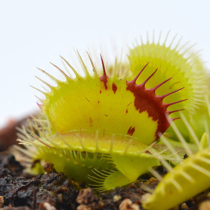 Dionaea muscipula 'Patches' - Venus Fly Trap