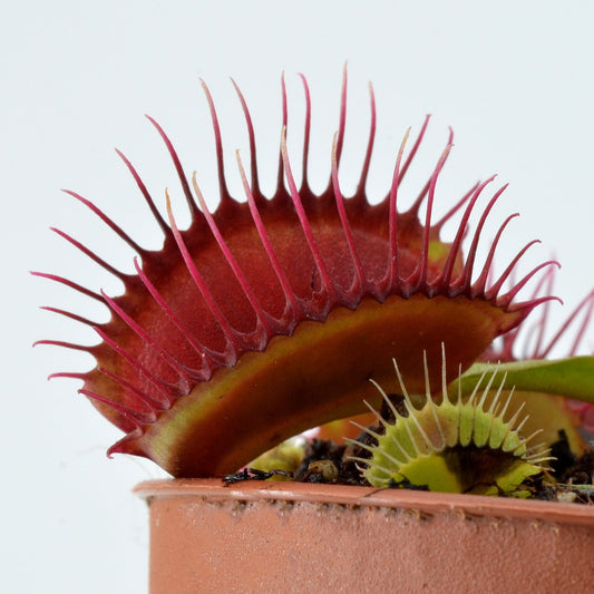 Dionaea muscipula 'Phalanx’ - Venus Fly Trap