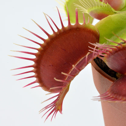 Dionaea muscipula 'SD Kronos' - Venus Fly Trap