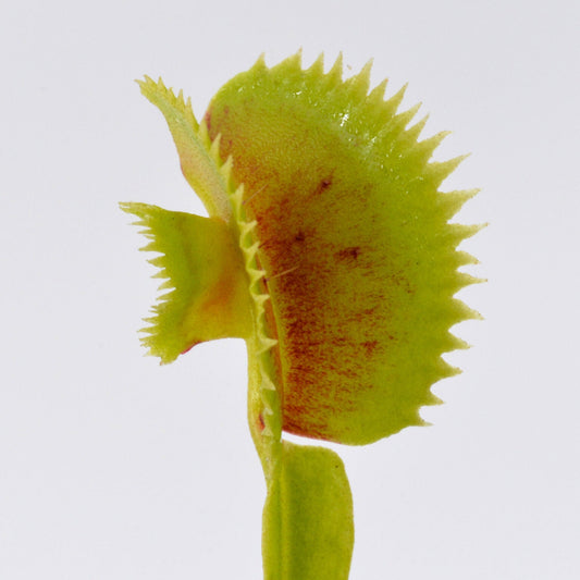 Dionaea muscipula 'Shark Mirror' - Venus Fly Trap