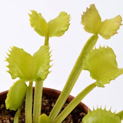 Dionaea muscipula 'Werewolf' - Venus Fly Trap